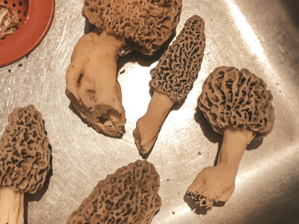 Morels my husband just cleaned, sitting in our sink.