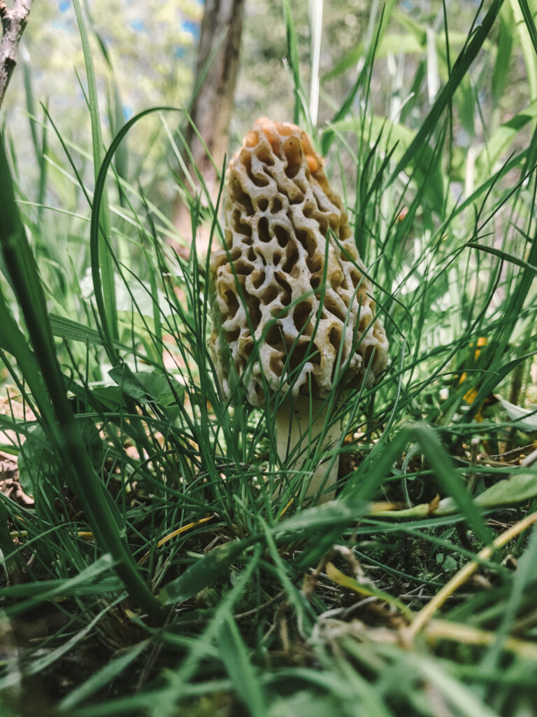 A morel my husband found still in the grass