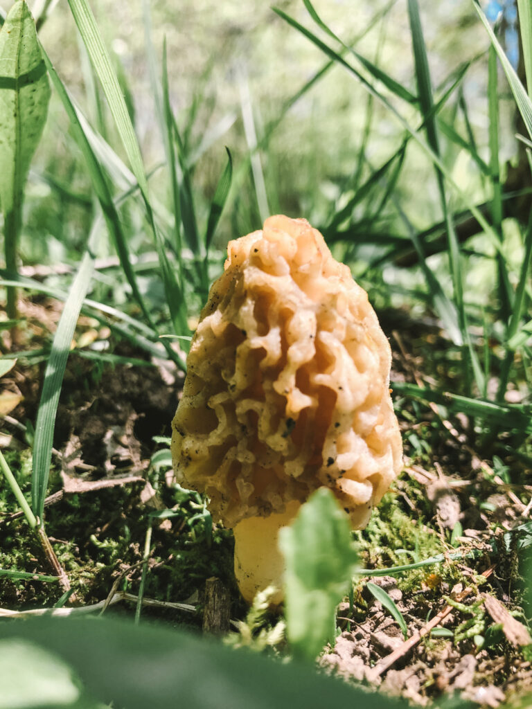 A morel my husband found still in the grass