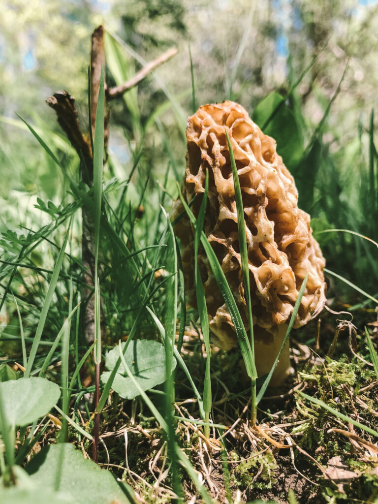 A morel my husband found still in the grass
