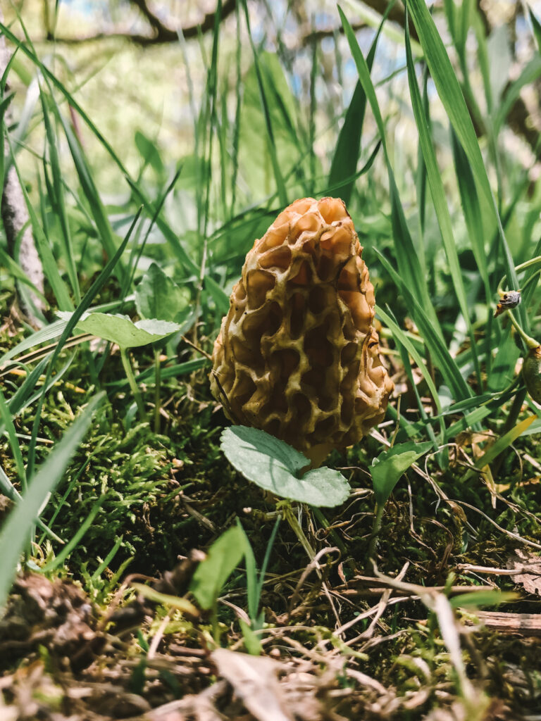 A morel my husband found still in the grass