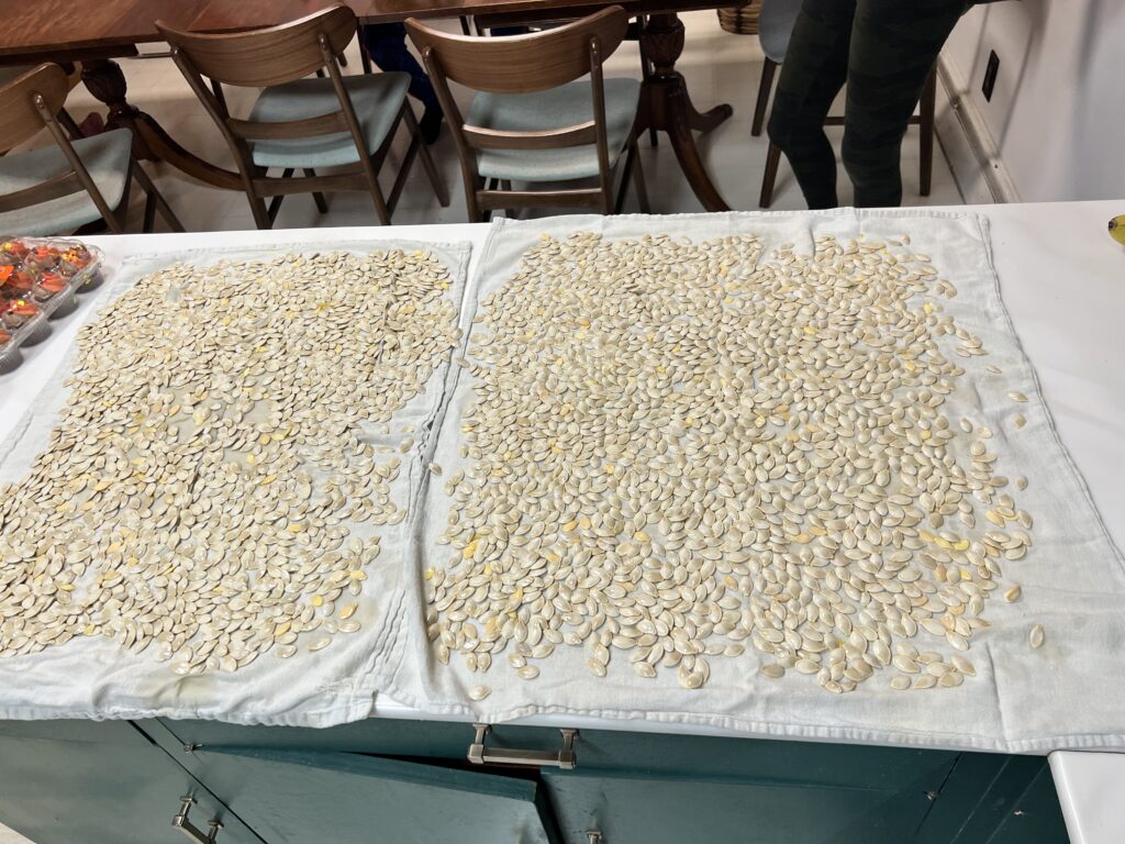 clean pumpkin seeds drying on a towel