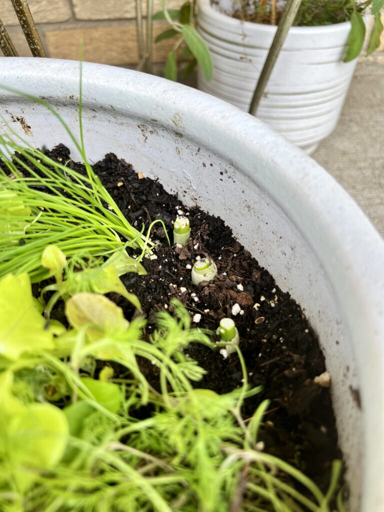 Green onions showing a small amount of growth after just 3 days of being planted