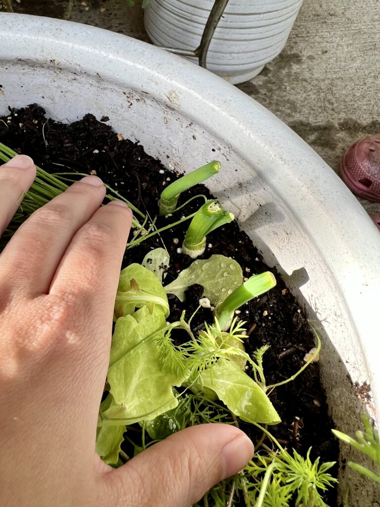 Same Green Onions Grew about an inch in just 7 Days after being planted